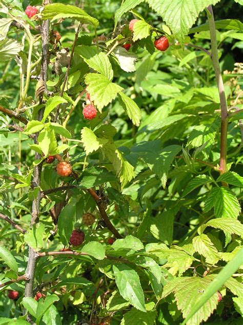 Fotografia malinového porastu s podpornou drôtenkou