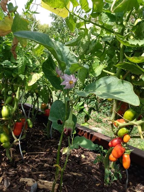 ilustrácia znázorňujúca papriku a kaleráb v záhonoch