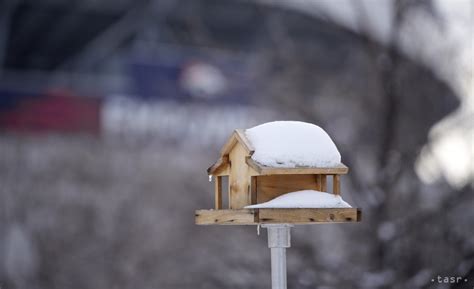 Ilustračné foto zdravých ihličnanov v zime