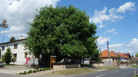 Tematické foto: Brestovec západný v záhrade, mladý strom