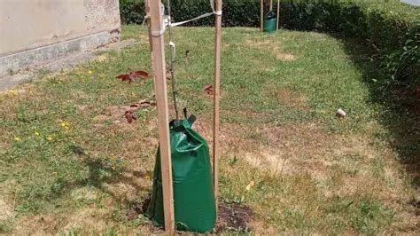 Ilustrácia: Systém koreňov brestovca západného a zavlažovacie vaky