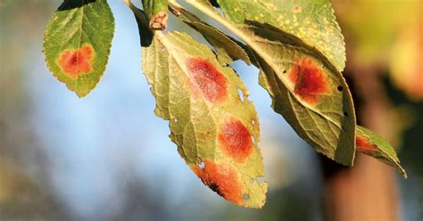 Infografika: Príznaky nedostatku živín na listoch stromov