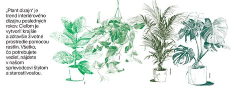 Ilustrácia rôznych odrôd rebarbory s farebnými stopkami