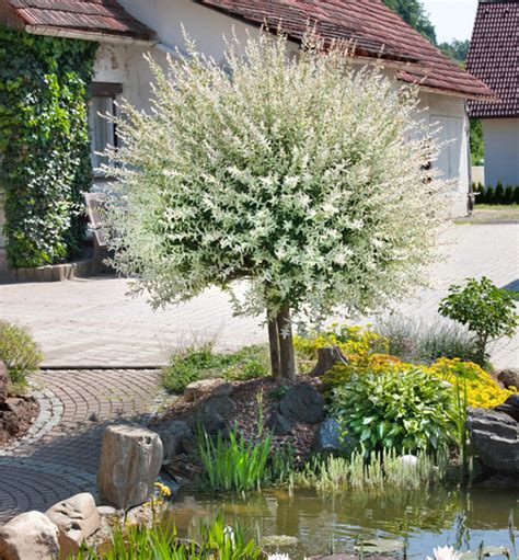 Vŕba Hakuro Nishiki ako solitér v modernom záhone