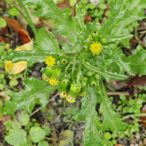 ilustračné foto starčeka obyčajného (Senecio vulgaris)