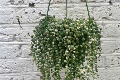 sukulenty starčeka (Senecio rowleyanus) v závesnom kvetináči