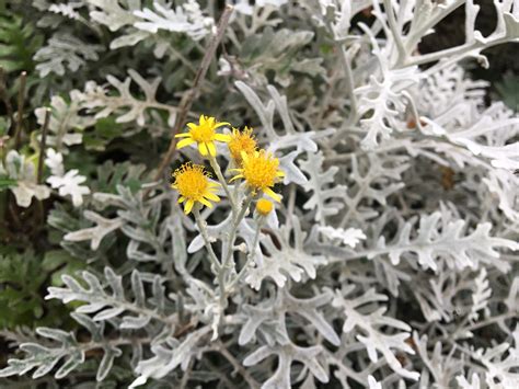 Starček prímorský (Jacobaea maritima) s charakteristickými striebornými listami