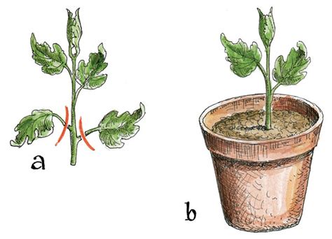 Detailný pohľad na vrcholový odrezok fukusu pripravený na zakorenenie