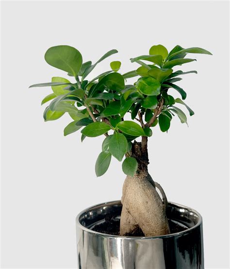 Ficus Ginseng pestovaný ako bonsaj s hrubým kmeňom