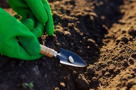 Infografika znázorňujúca hĺbku výsevu semien (2-3 cm) a správne uloženie sadzačky v zemi