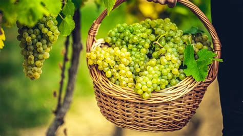 Ilustračné foto zberu hrozna