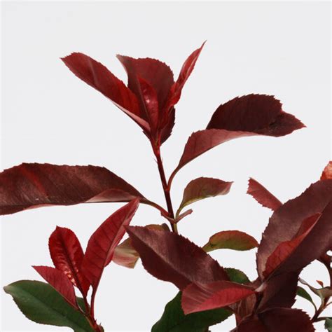 Detail listov a kvetov Photinia fraseri