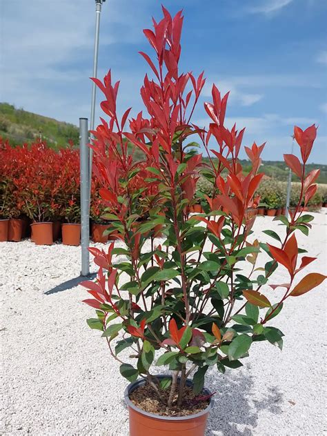 Galéria rôznych kultivarov Photinia fraseri
