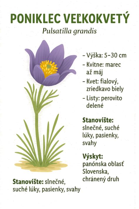 Ilustrácia ponikleca veľkokvetého v puku