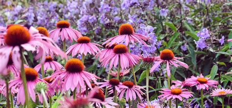 Koláž fotografií populárnych slnečných trvaliek ako levanduľa, echinacea a rozchodník
