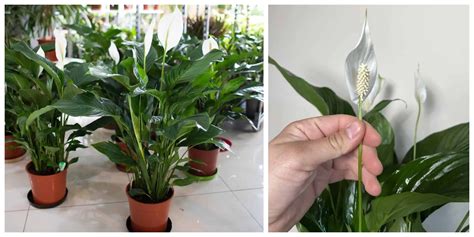 Lopatkovec s hnedými špičkami listov signalizujúci suchý vzduch.