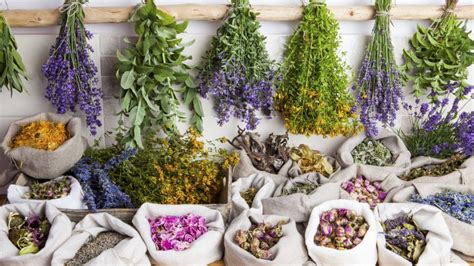 Ilustračná fotografia rôznych druhov liečivých bylín