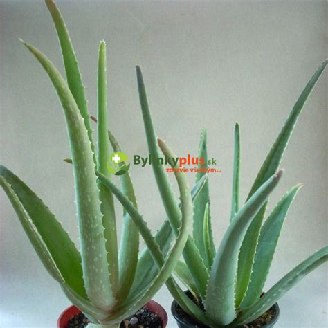 Ilustrácia správneho pestovania Aloe Vera v kvetináči.