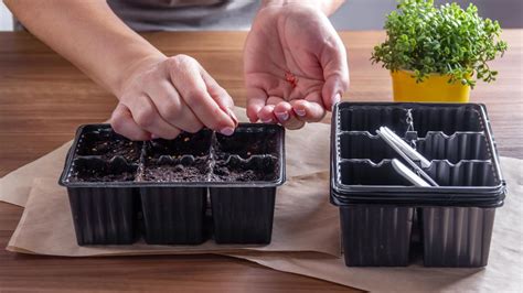 Rôzne typy recyklovaných nádob na pestovanie priesad (napr. rolky z toaletného papiera, vajíčkové obaly, citrusové šupky)