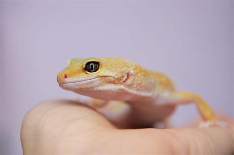 Detail hlavy gekončíka nočného s veľkými očami a pohyblivými viečkami