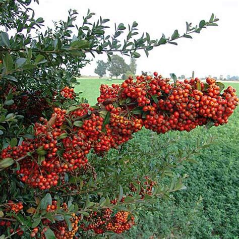Hlohyňa šarlátová (Pyracantha coccinea) v plnej kráse s červenými bobuľami