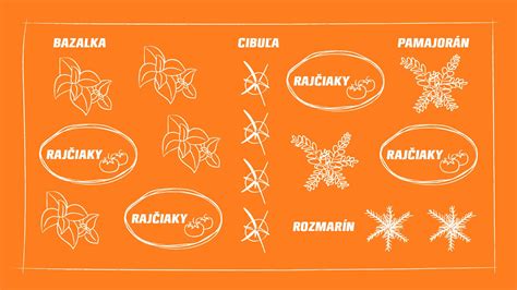 Schéma správnej výsadby paradajok a ich opory