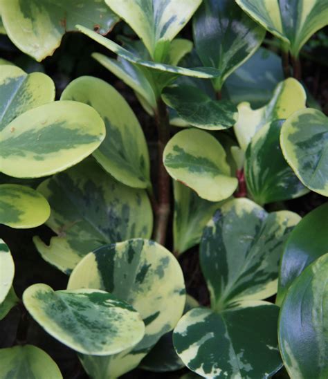 Schefflera umiestnená na svetlom mieste s nepriamym svetlom.