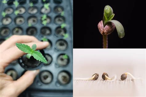 schéma rozlišovania samčích a samičích rastlín konope