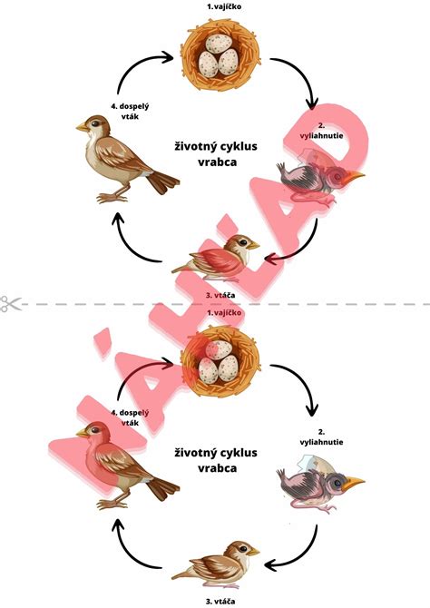 Infografika znázorňujúca životný cyklus jesetera, vrátane migrácie a rozmnožovania.