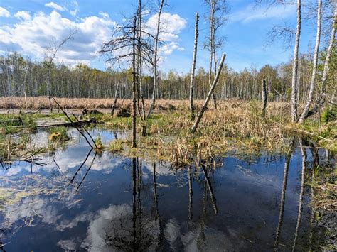 ilustrácia rašeliniska s machmi a vodou