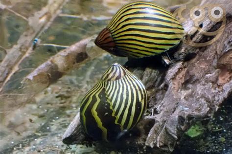Koláž fotografií rôznych druhov slimákov Neritina (zebra, tigrovaná, rohatá)