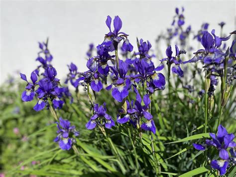 koláž fotografií rastlín vhodných do ílovitej pôdy: ľaliovka, kosatec sibírsky, hosta