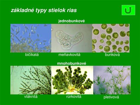 Schéma rôznych typov stielok rias (bičíkatá, kapsálna, meňavkovitá, kokálna, vláknitá, rúrkovitá, pletivová)