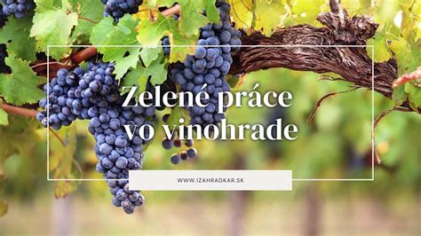 ilustračné foto - vylamovanie letorastov na viniči