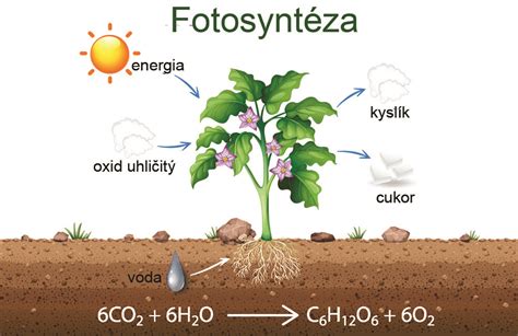Grafika zobrazujúca postup záchrany rastliny so zhnitými koreňmi