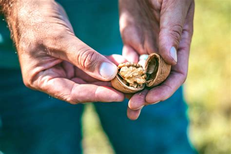 ilustrácia správneho tvaru koruny orecha