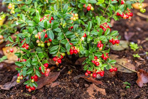 Schéma rastliny brusnice s popisom koreňového systému a vzpriamených výhonov
