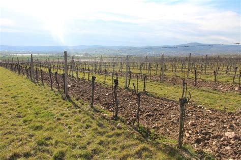 Tematická fotografia: pôda vo vinohrade