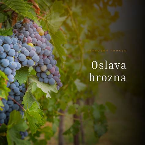 Ilustrácia vinohradu s rôznymi odrodami hrozna