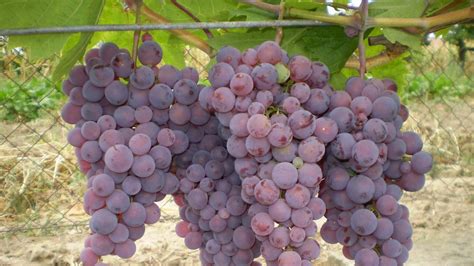 Infografika porovnávajúca obsah cukru a šťavnatosť stolových a muštových odrôd hrozna