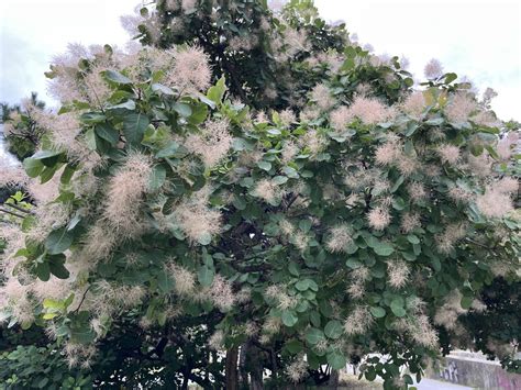 Škumpa s charakteristickými dymovými súkvetiami