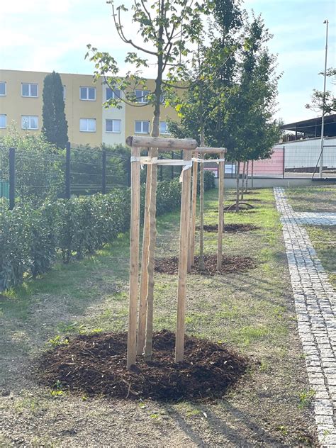 Schéma správnej výsadby stromu: rozmery jamy, umiestnenie vrúbľa nad zemou a spôsob fixácie o oporu