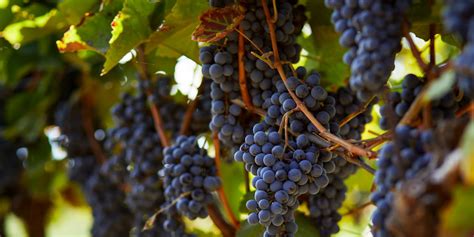 Záber na zdravý a úrodný vinič v domácej záhrade