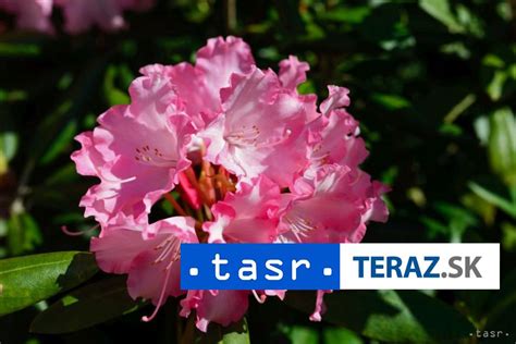 Tematické foto rododendronov v záhrade, zdravej aj s náznakmi problémov