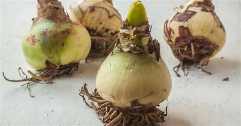 Detailná fotografia cibule amarylisu po odkvitnutí so zdravými zelenými listami.