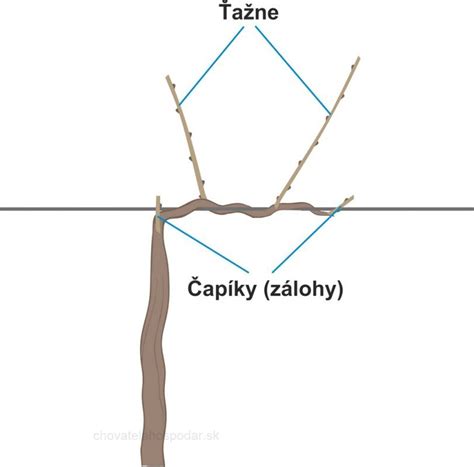 Detailná schéma šikmého rezu odrezku s vyznačením púčikov a ošetrenia štepárskym voskom.