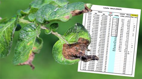 Infografika zobrazujúca rozdiely medzi zdravým listom rajčiaka a listom napadnutým plesňou zemiakovou s popisom symptómov