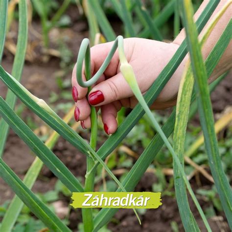 Ilustrácia sušenia cesnaku v debničkách alebo zaveseného na vzduchu