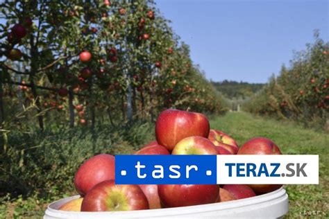 Snímka zrelých červených jabĺk v sade