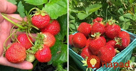 Jahody napadnuté škodcami a ochoreniami